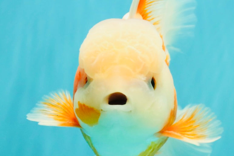 A Grade Jade Head Red White Oranda Male 5.5 inches #102326OR_07