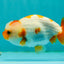 Red White Kohaku Lionchu Female 3.5-4 inches #1018LC_02