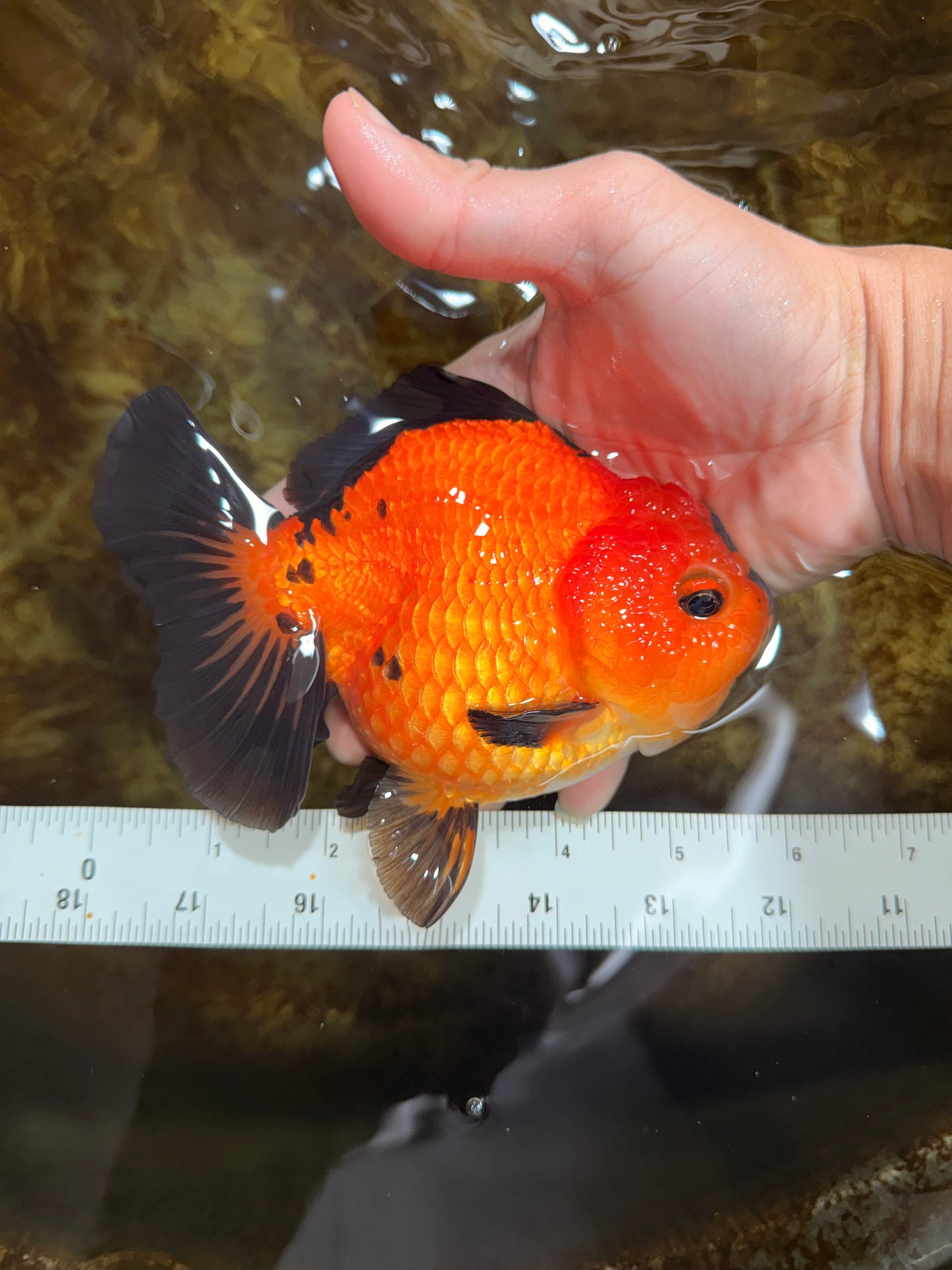 CHONKY A Grade Apache Yuanbao Female 5.5 inches #112825YB_17