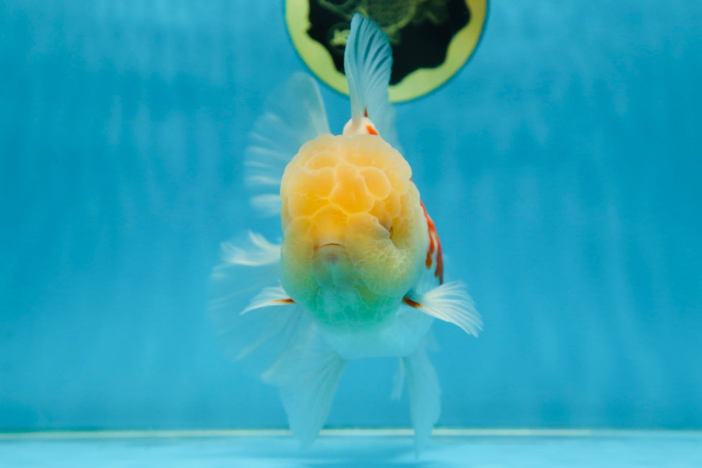 AAA Grade SUNNY Red White Oranda Male 6 inches #082925OR_12