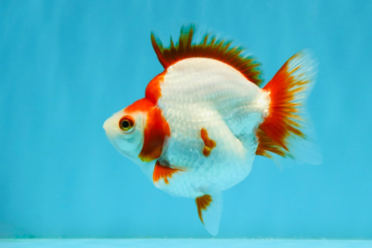 AAA Grade Red White Ryukin Female 4-4.5 inches #032726RK_25