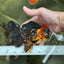 A Grade Stunning Lava Oranda Female 5 inches #010325OR_02