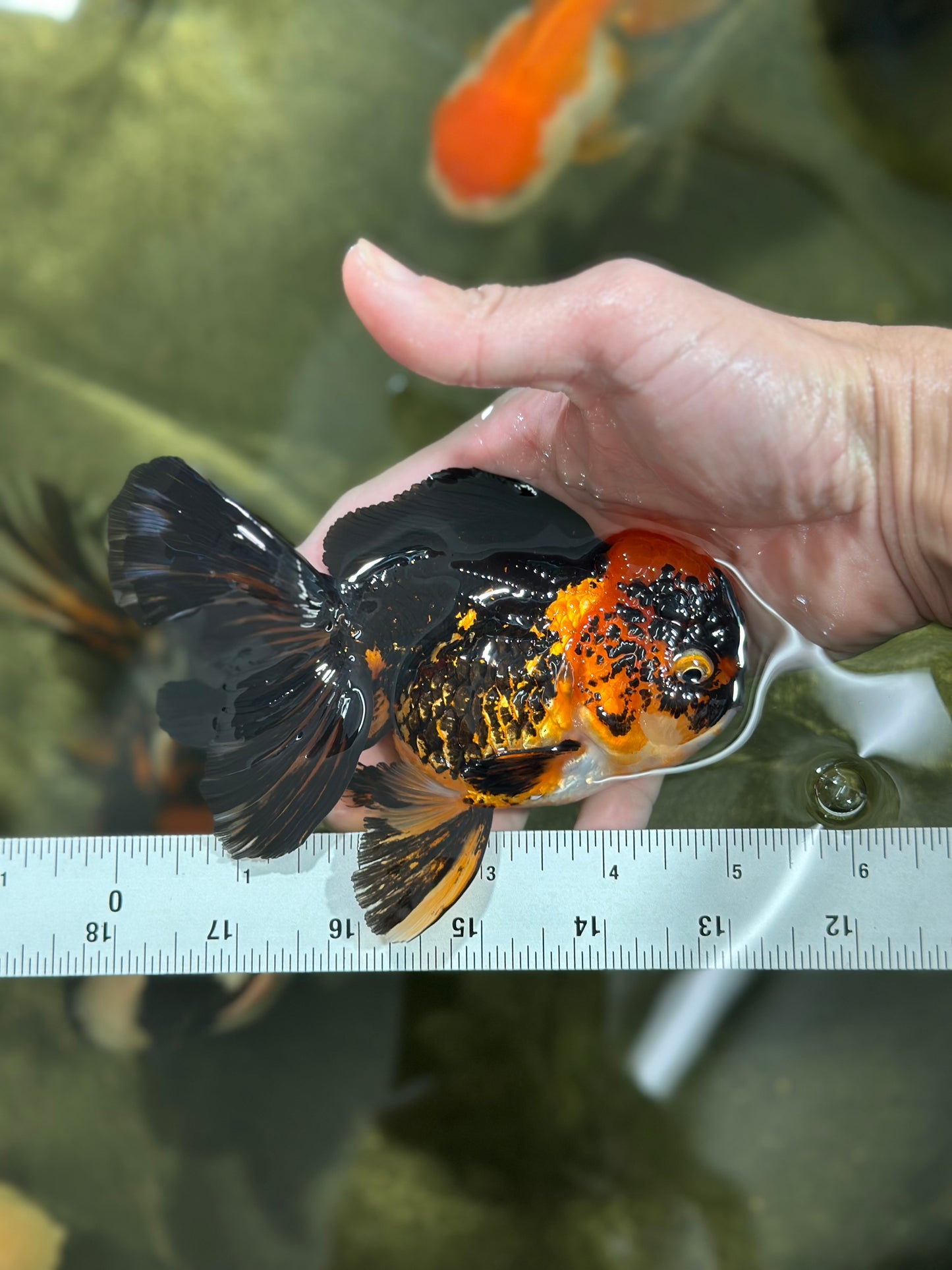 A Grade Stunning Lava Oranda Female 5 inches #010325OR_02