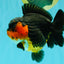 SUPER CUTE AAA Grade Tricolor Yuanbao Female 5 inches #062626YB_16