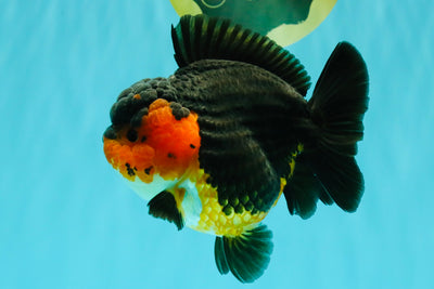 SUPER CUTE AAA Grade Tricolor Yuanbao Female 5 inches #062626YB_16
