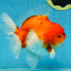 SUPER CHONKY A Grade Sakura Oranda Male 5.5-6 inches #120525OR_03