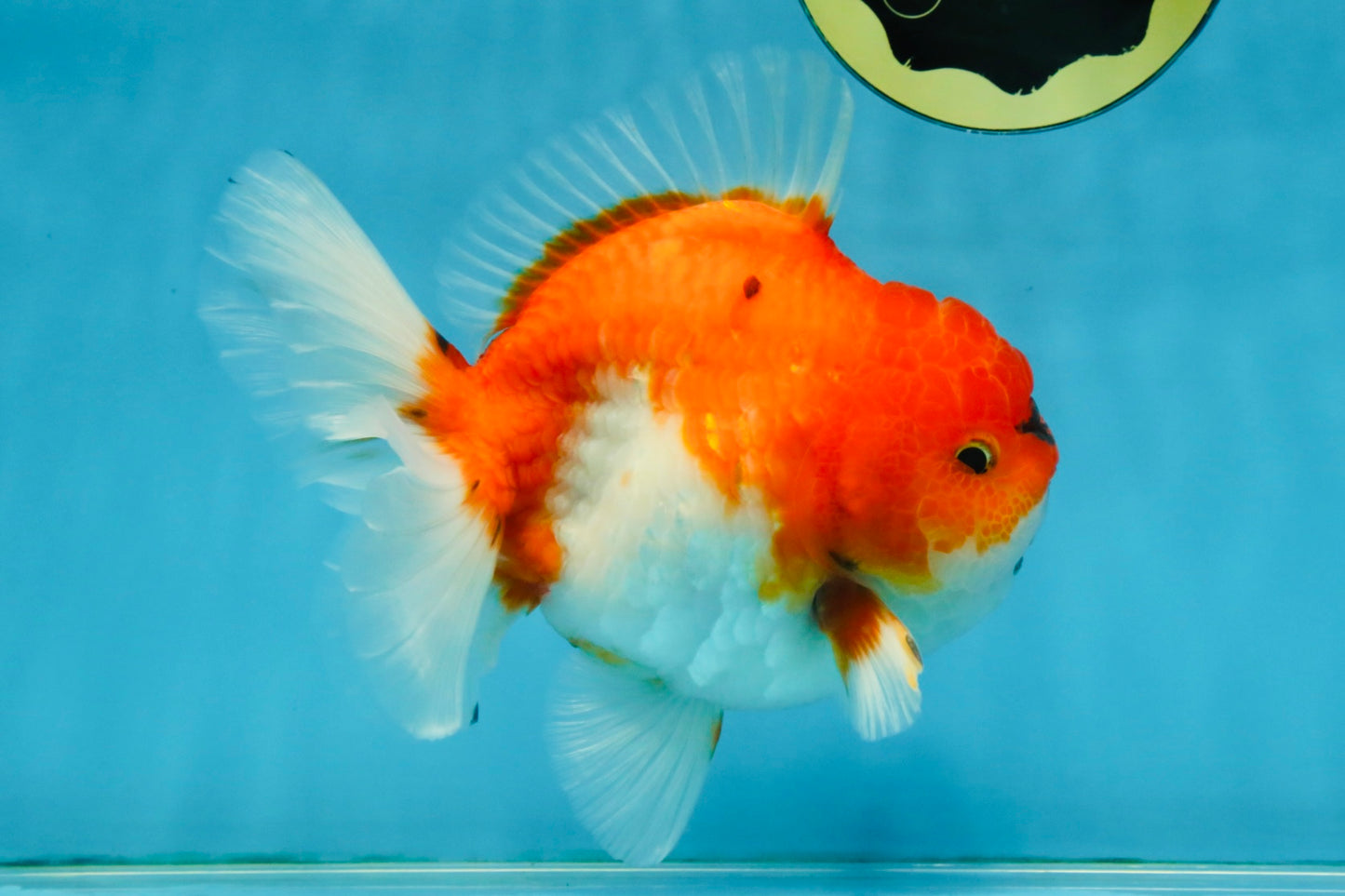 SUPER CHONKY A Grade Sakura Oranda Male 5.5-6 inches #120525OR_03