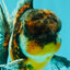AAA Grade Calico Oranda Male 5 inches #070626OR_06