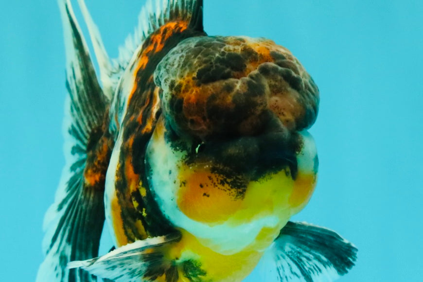 AAA Grade Calico Oranda Male 5 inches #070626OR_06