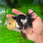 AAA Grade Panda Button Eyes Oranda Female 4.5-5 inches #0927OR_29