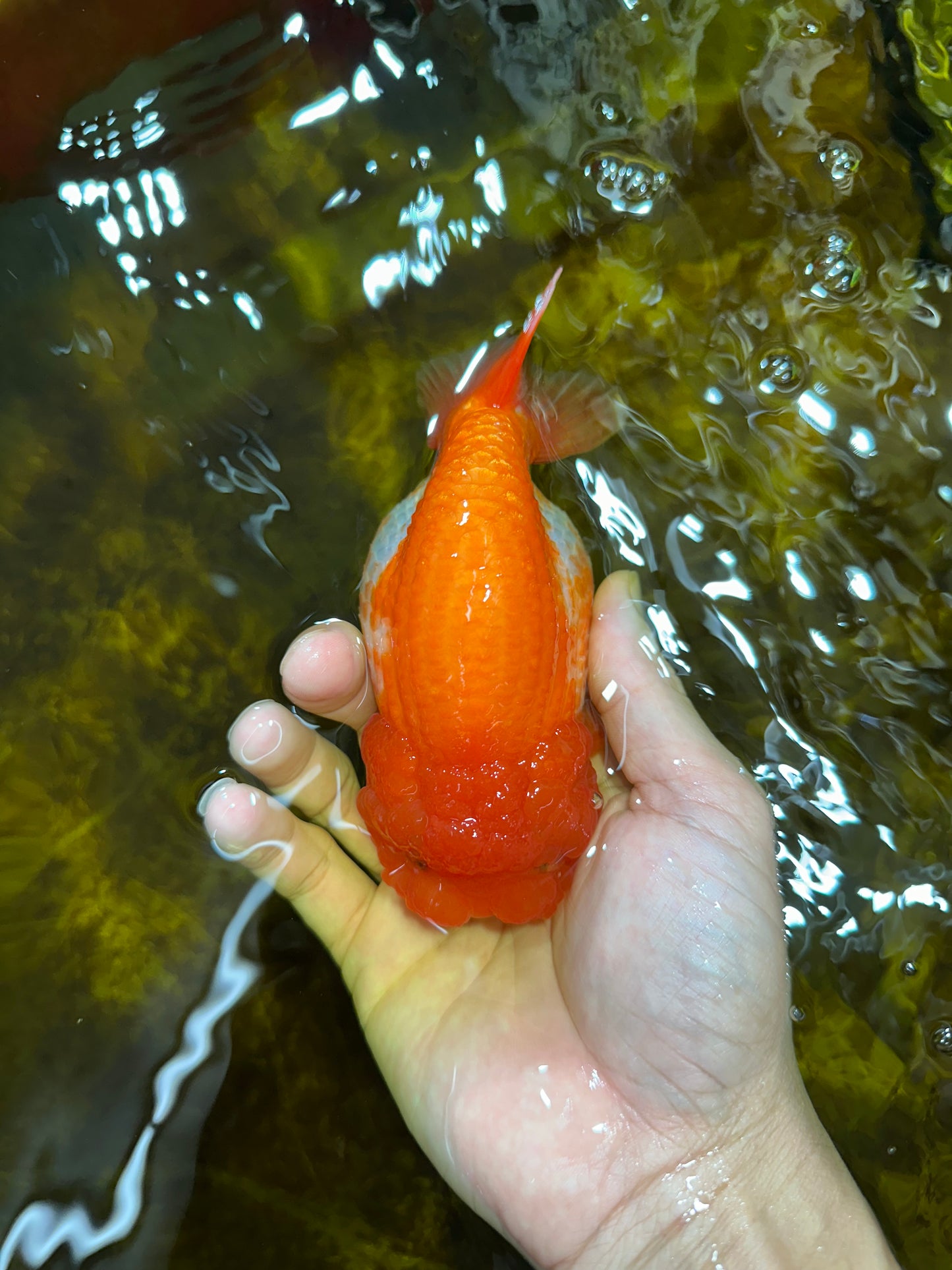 A Grade FLUFFY Red White LionQueen 5 inches #091925LC_24