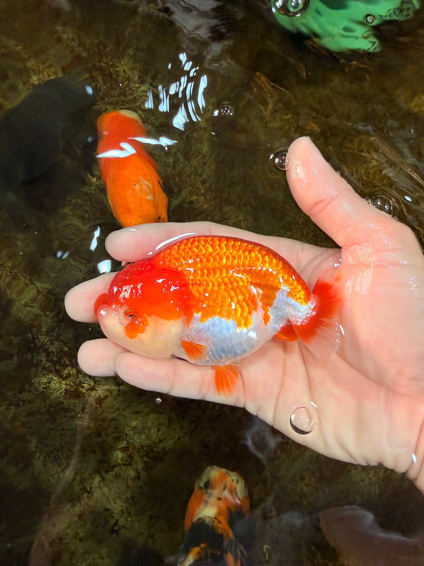 BIG WEN AAA Grade Red White LionQueen 4 inches #101725LC_06