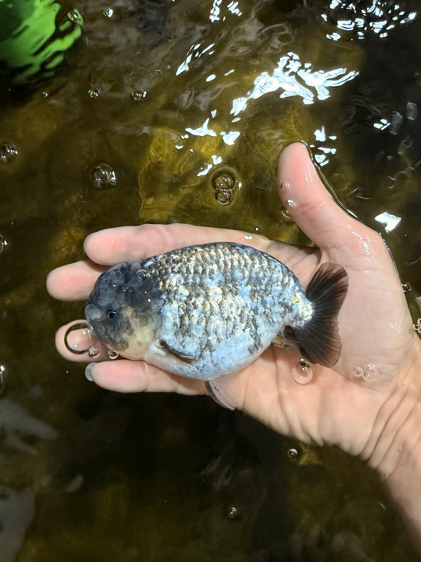 A Grade White Tiger LionKing 4.5 inches #103125LC_13