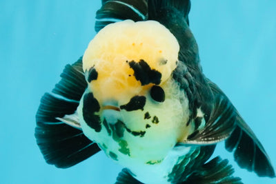 AAA Grade Panda Button Eyes Oranda Male 5.5 inches #031326OR_25