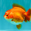 ADORABLE A Grade Red White Yuanbao Female 5 inches #071026YB_22