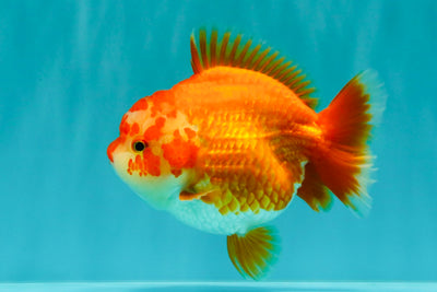 ADORABLE A Grade Red White Yuanbao Female 5 inches #071026YB_22