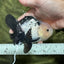 A Grade Cheeky Panda Button Eyes  Oranda Male 4.5 inches #111524OR_24