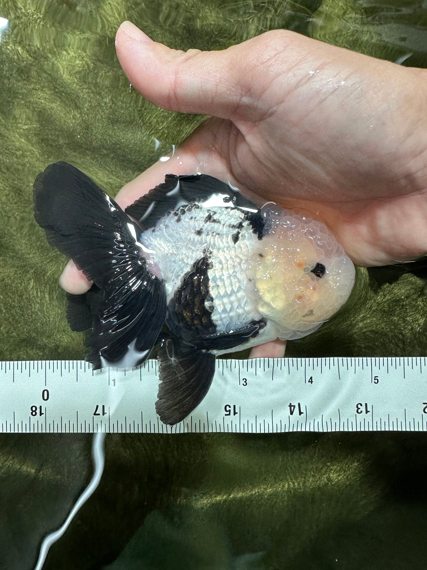 A Grade Cheeky Panda Button Eyes  Oranda Male 4.5 inches #111524OR_24