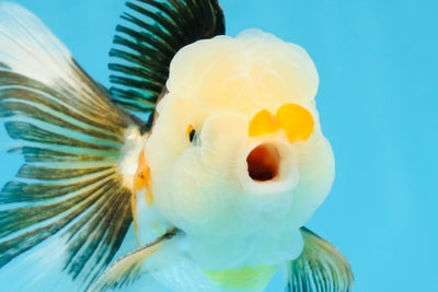 Tricolor Oranda Male 5 inches #091925OR_05