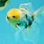 Marble Oranda Male 5.5-6 inches #072426OR_16