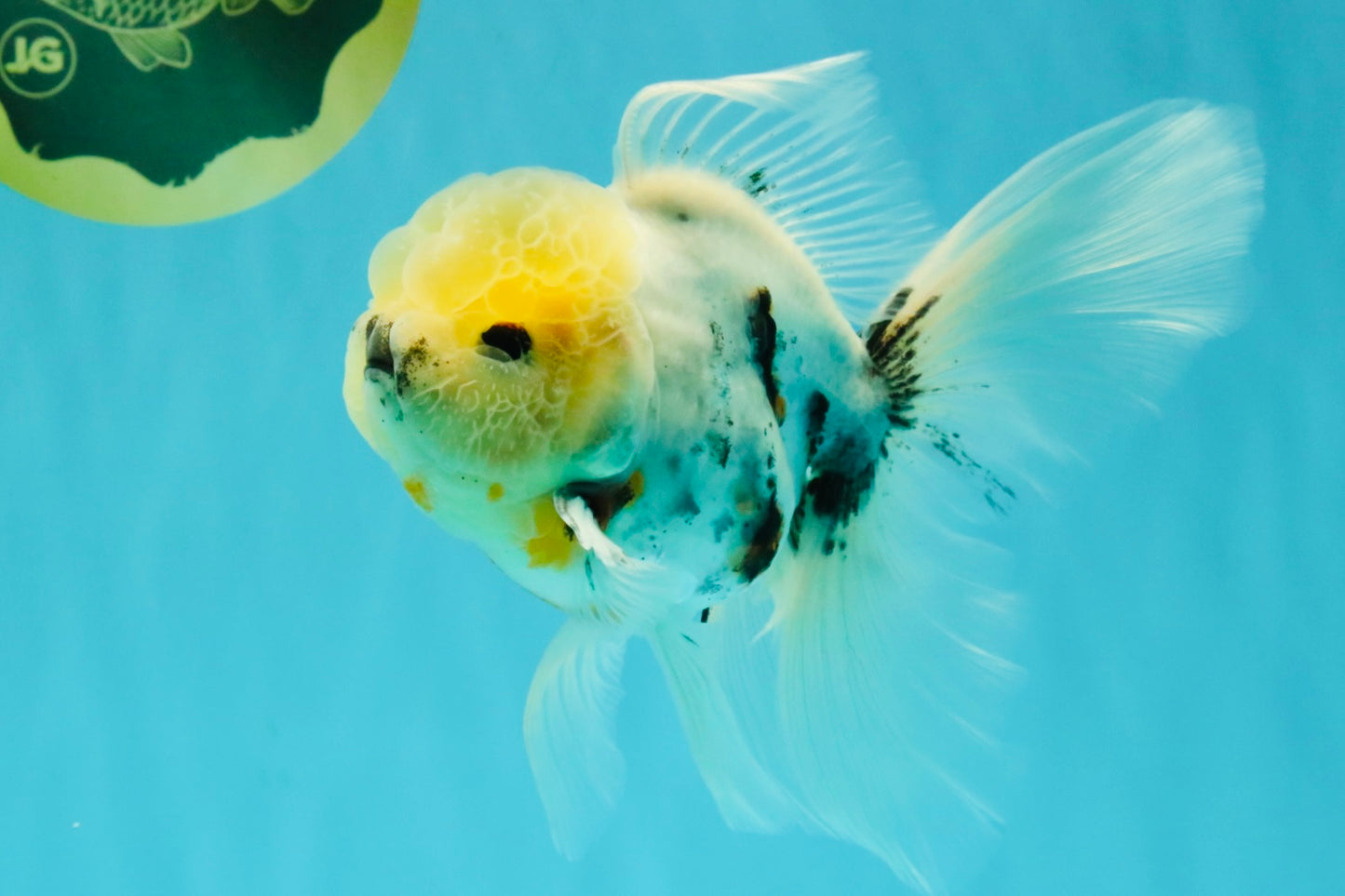 Marble Oranda Male 5.5-6 inches #072426OR_16