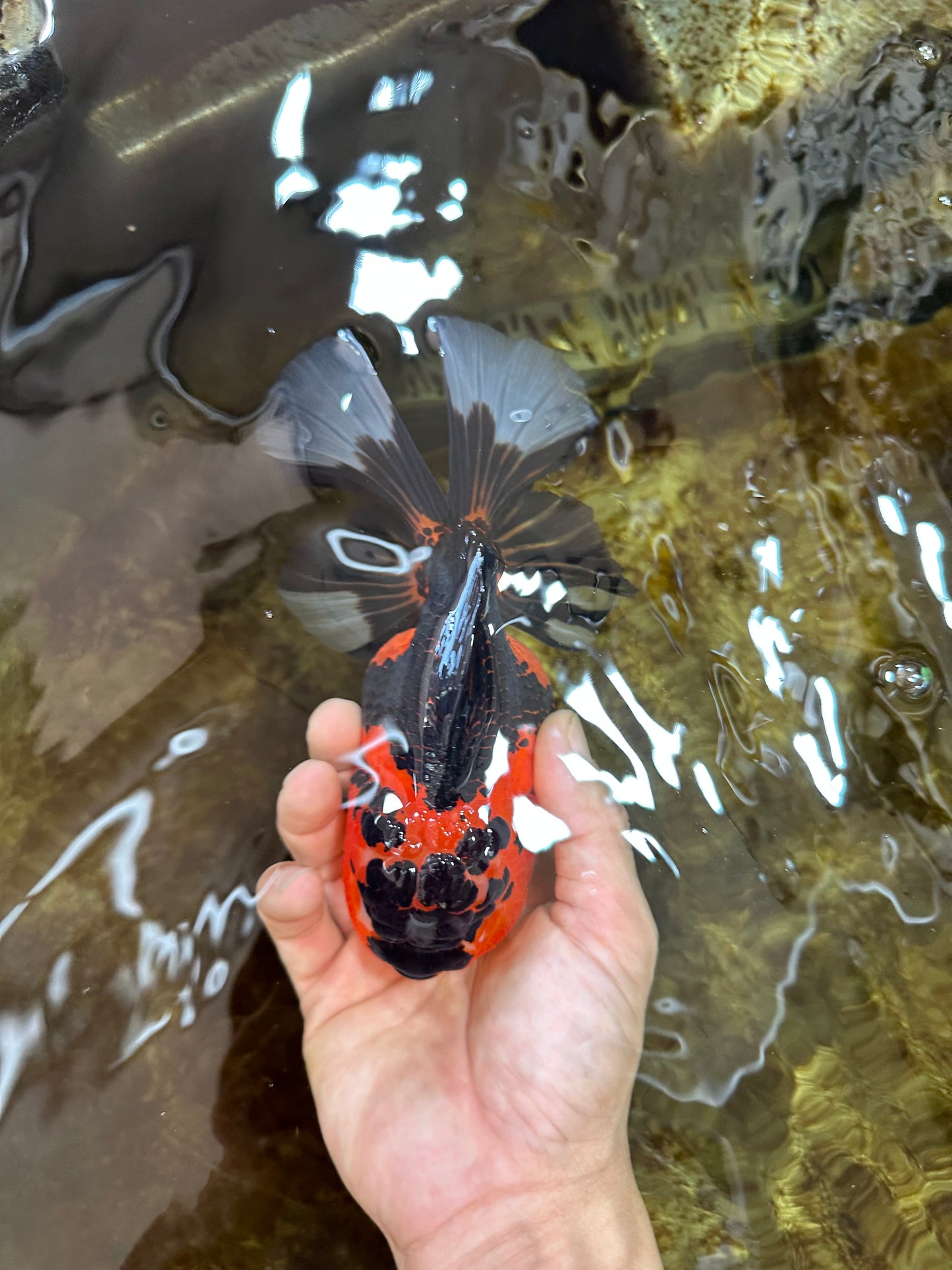 AAA Grade Godzilla Apache Oranda Female 6.5 inches #081525OR_13