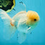 AAA Grade White Oranda Male 5.5 inches #050925OR_45