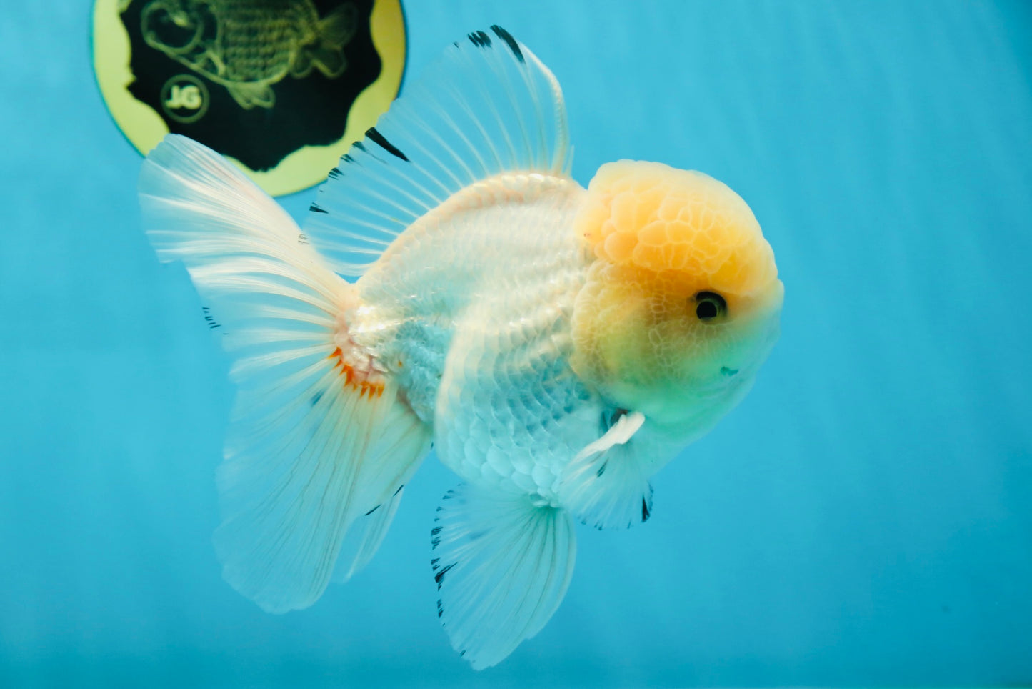 AAA Grade White Oranda Male 5.5 inches #050925OR_45