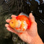 Little Chicken AAA Grade Red White Yuanbao Male 4.5-5 inches #061926YB_34