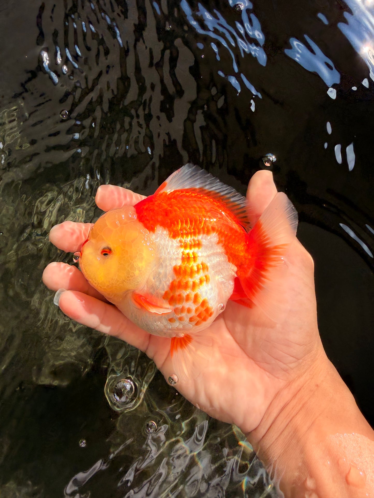 Little Chicken AAA Grade Red White Yuanbao Male 4.5-5 inches #061926YB_34