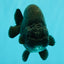 CHUBBY AAA Grade Black Ranchu Female 5-5.5 inches #062626RC_11