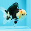 AAA Grade Bear Tricolor Oranda Male 4.5-5 inches #0503OR_13