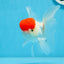 Oranda macho de gorra roja de grado A de 4,5 pulgadas n.º 0913OR_05