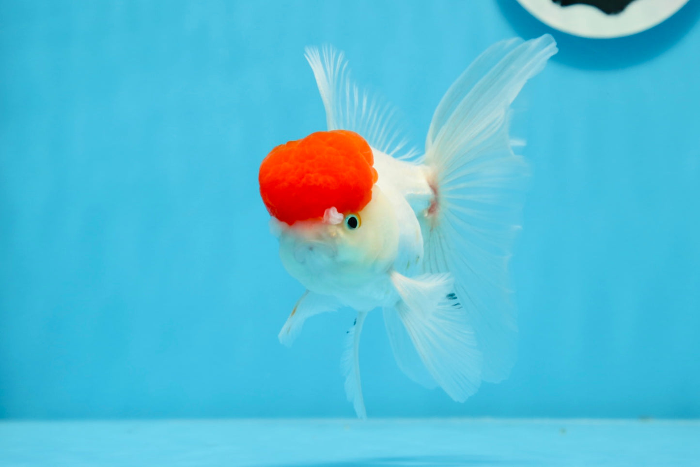 Oranda macho de gorra roja de grado A de 4,5 pulgadas n.º 0913OR_05