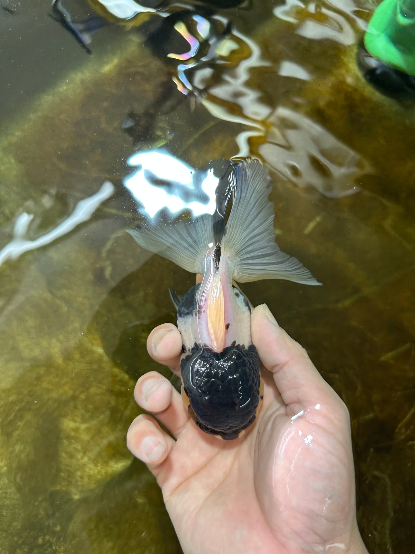 Panda Oranda Female 5 inches #080825OR_08