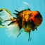 CHONKY AAA Grade Tiger Oranda Male 7.5 inches #092526OR_01