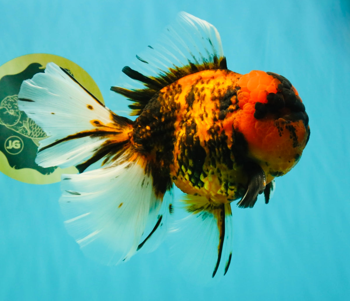 CHONKY AAA Grade Tiger Oranda Male 7.5 inches #092526OR_01