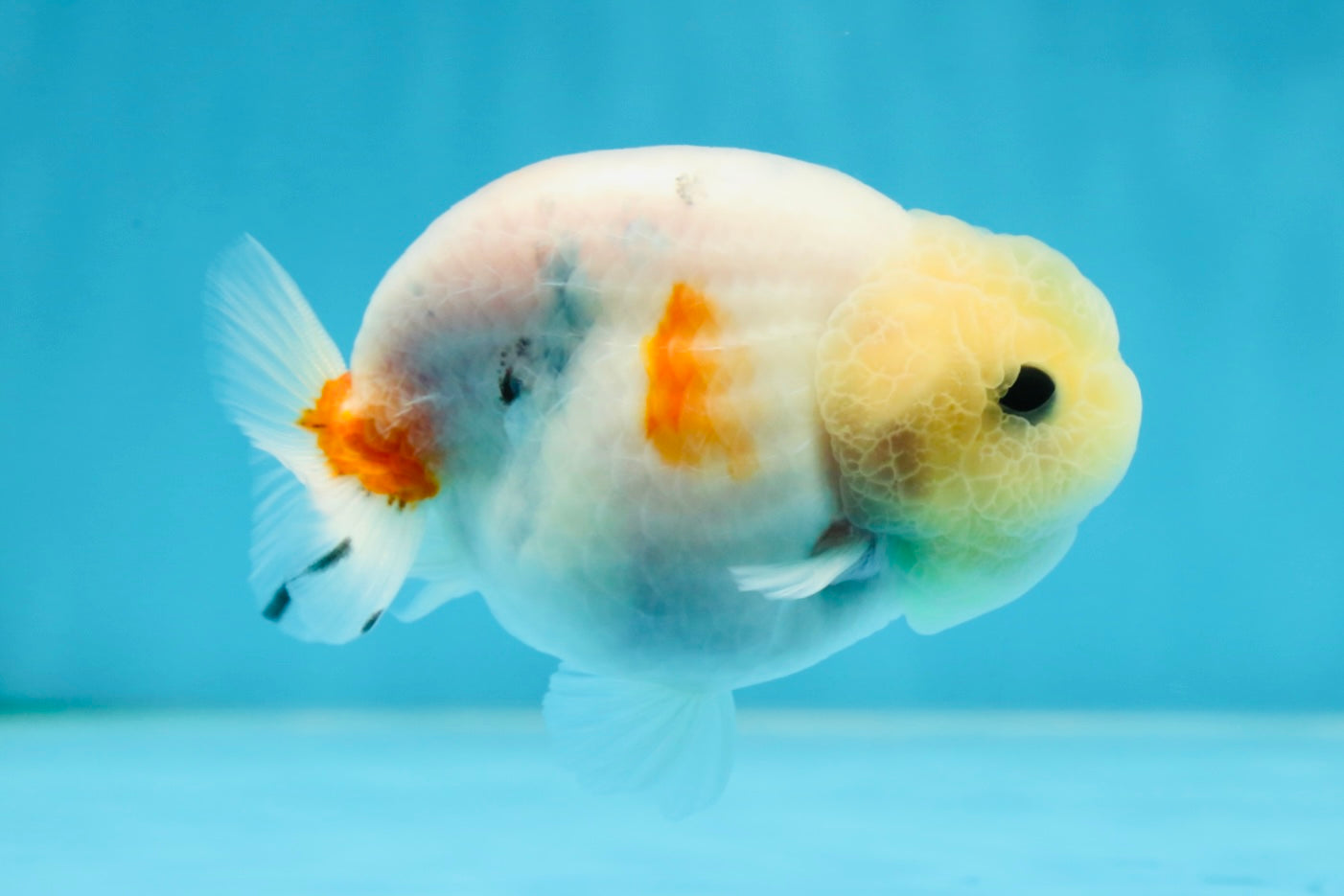 AAA Grade Sakura Button Eyes LionKing 3.5 inches #053025LC_08