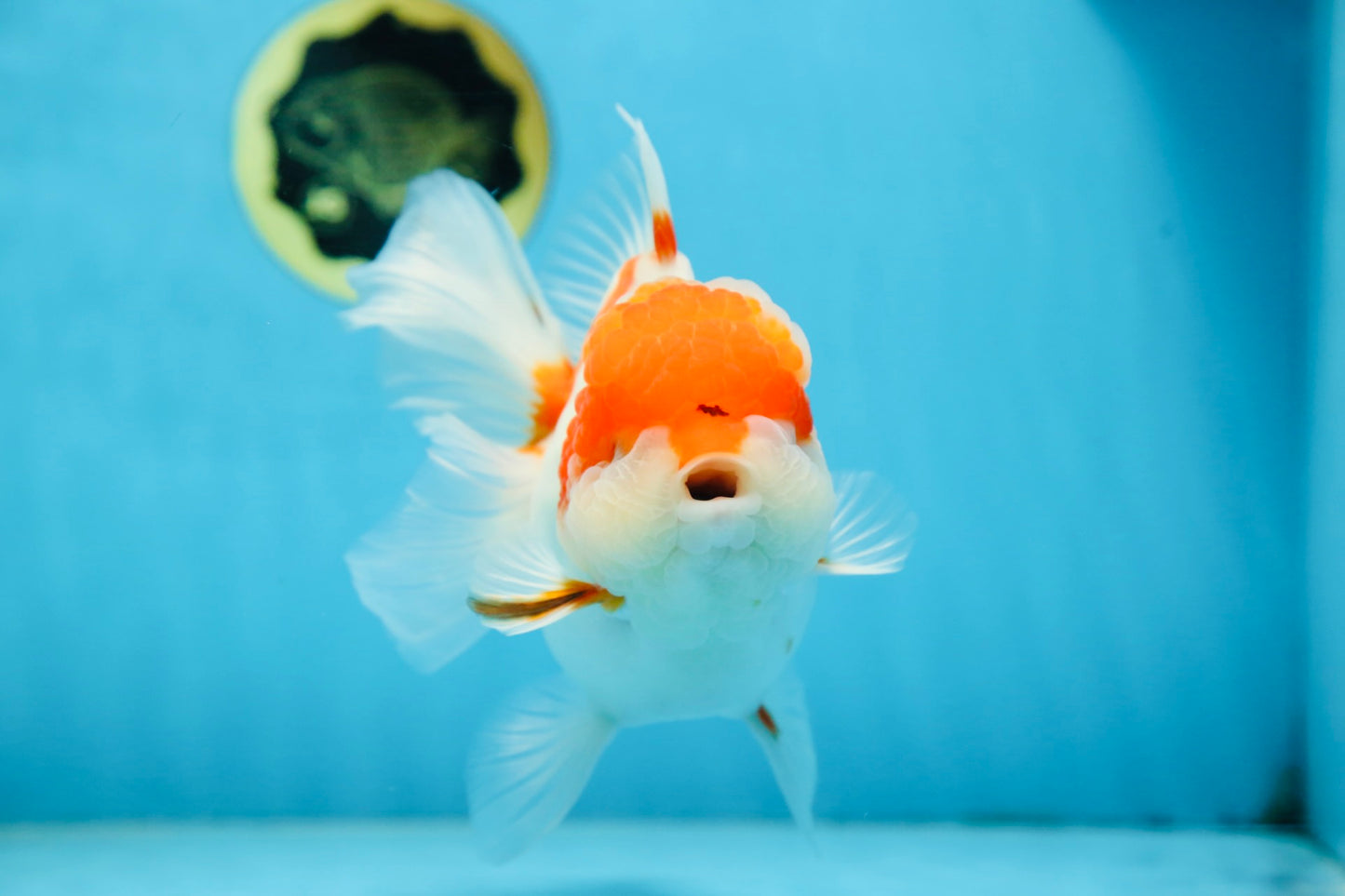 A Grade BIG WEN Kohaku Sakura Oranda Female 6-6.5 inches #091225OR_15