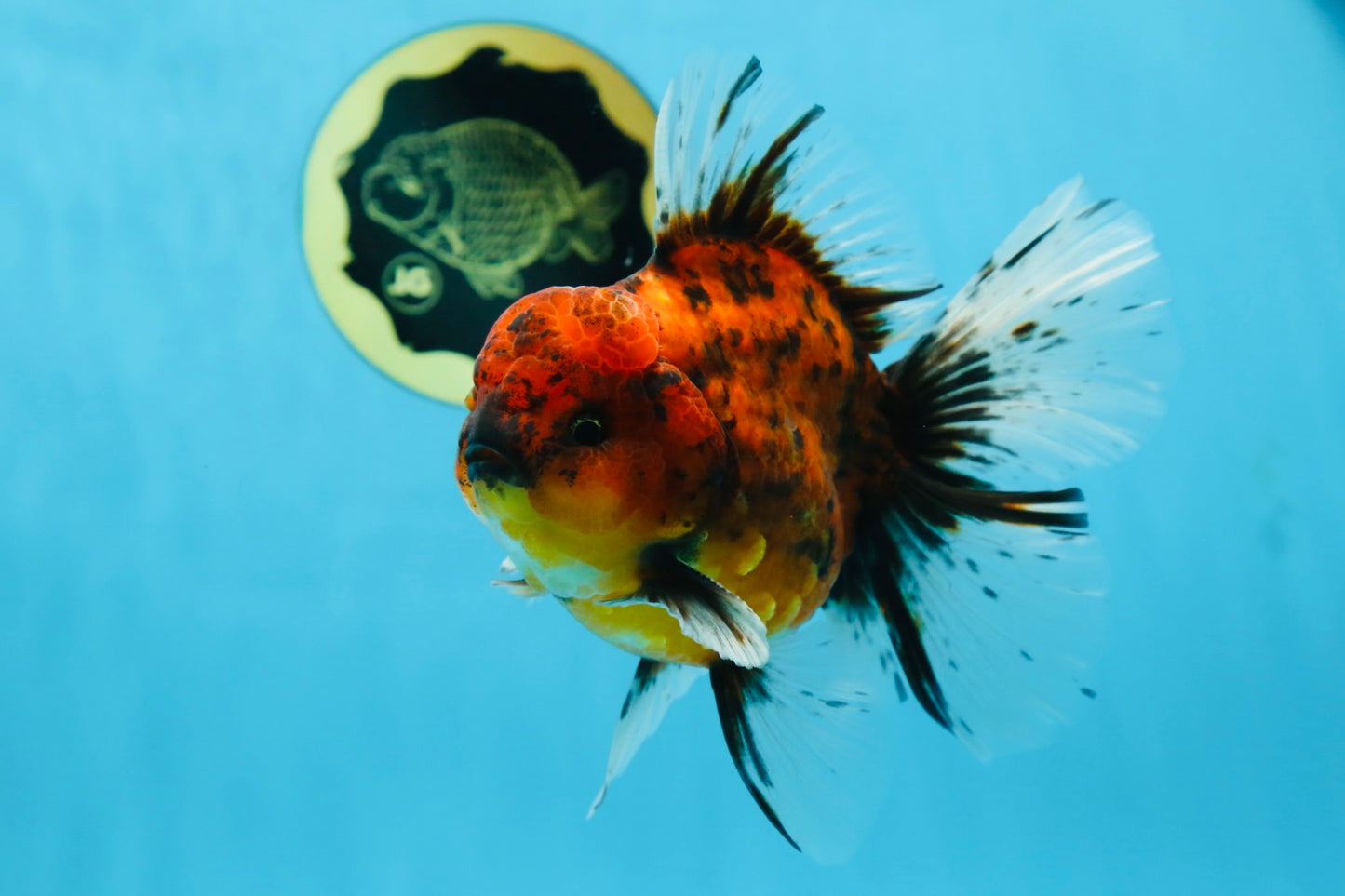 AAA Grade Young Godzilla Tiger Oranda Male 5.5 inches #080825OR_22