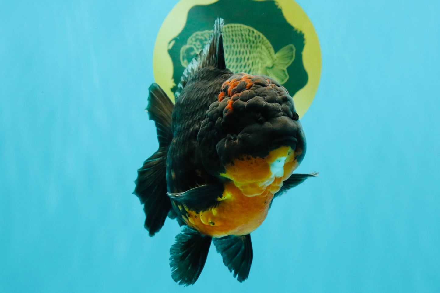 A Grade Dark Kirin Yuanbao Male 5 inches #032026YB_18