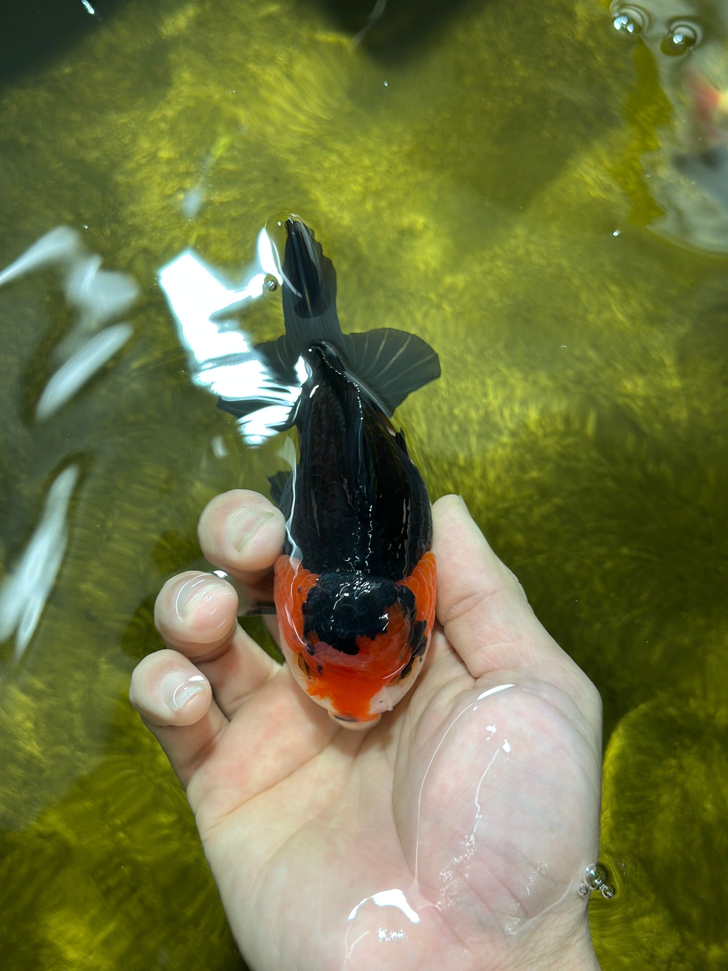 A Grade Nugget Tricolor Button Eyes Oranda Male 4.5 inches #010325OR_17