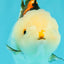 SUPER CUTE A Grade Tricolor Yuanbao Female 4.5-5 inches #082126YB_27