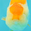 A Grade Orange White LionQueen 4.5-5 inches #072426LC_35