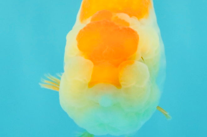 A Grade Orange White LionQueen 4.5-5 inches #072426LC_35