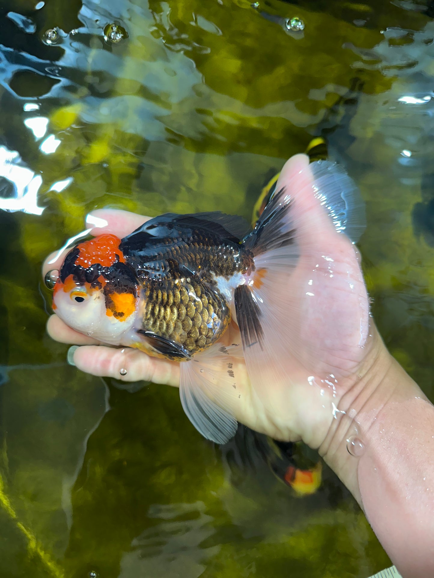 A Grade Tricolor Oranda Female 5.5-6 inches #100325OR_18