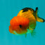 Super Cute Nugget Apache Lionchu Gender Unknown 3.5 inches #1018LC_08