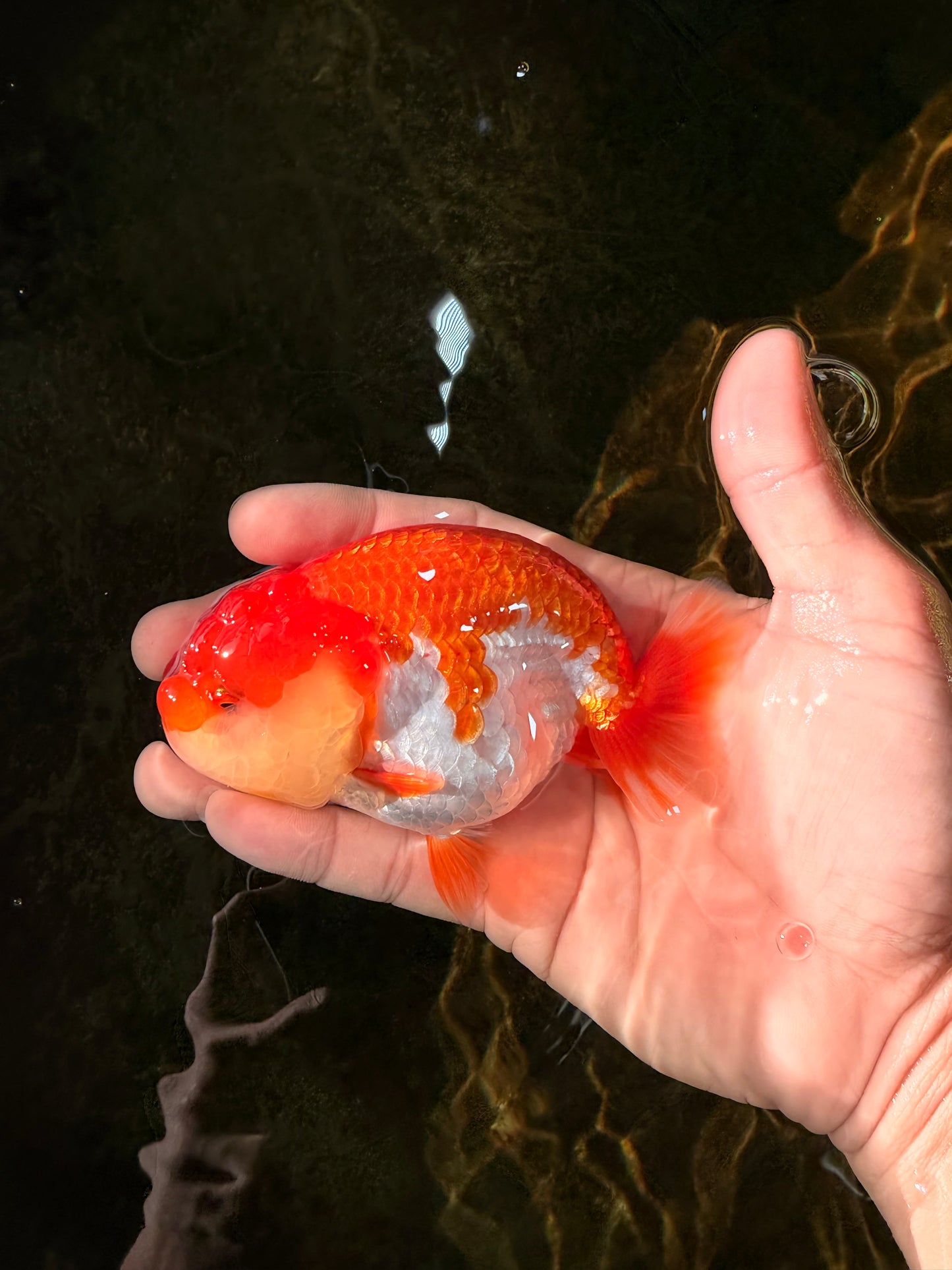 CHUBBY AAA Grade Red White LionQueen 4-4.5 inches #102425LC_13