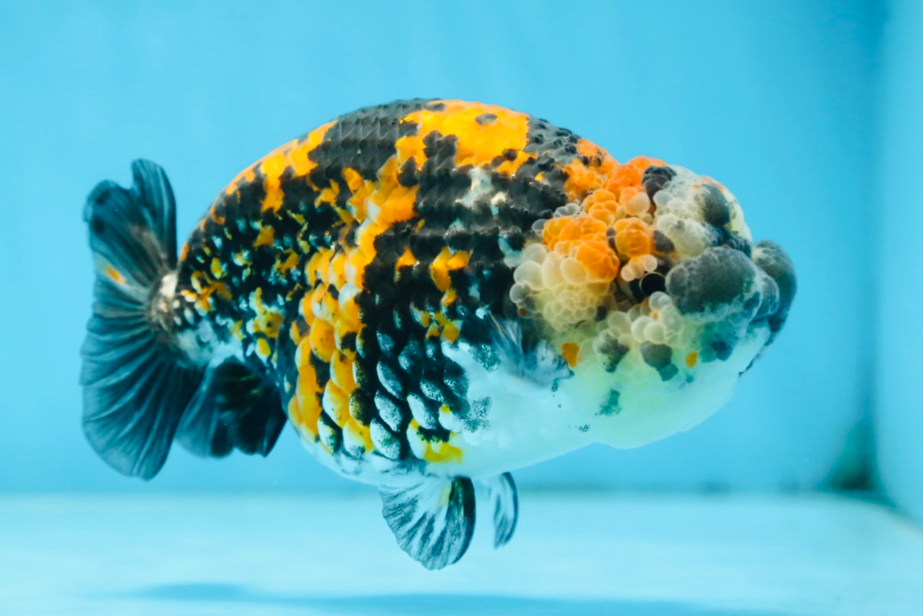 A Grade SUPER CUTE Tricolor Tiger LionQueen 5 inches #091225LC_07