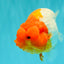 BIG WEN A Grade Red Head Red White Buffalo Ranchu Female 6 inches #101626RC_23